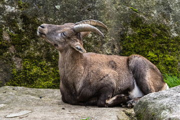 Male mountain ibex or capra ibex on a rock