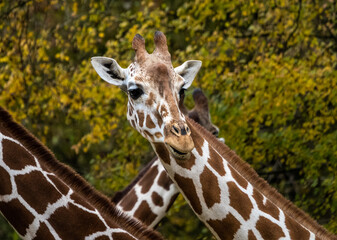The giraffe, Giraffa camelopardalis is an African mammal