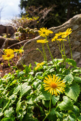 Summer flowers in a sunny landscape
