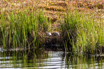 Red-throated loon nest with two eggs