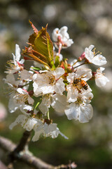Bee on a flower