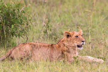 Lion cub lying in the grass and rests