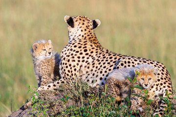 Cheetah cubs with their mother