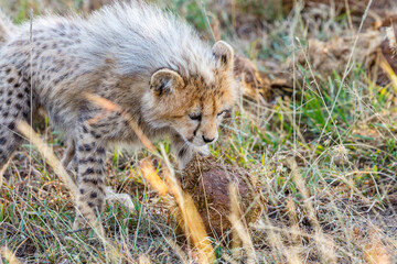 Naklejka na ściany i meble Curious Cheetah cub in the grass on the savannah