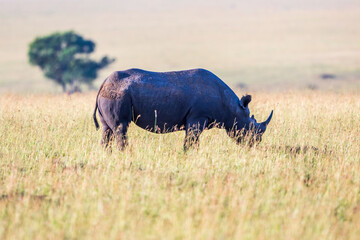 Rhino on the grass savanna in Africa