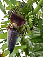 banana flower