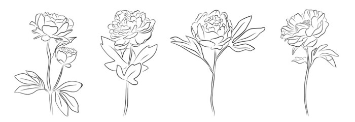 set of differents peony decoration on white background