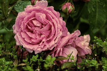 pink rose bush