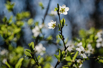 Premières fleurs