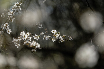Premières fleurs