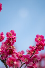 安八百梅園での撮影