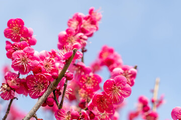安八百梅園での撮影