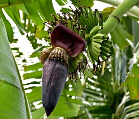 banana leaf on tree