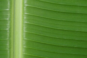 green leaf texture