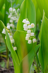 Obraz premium Pretty white bell shaped hanging flowers of Lily Of The Valley (Convallaria majalis), blooming in the spring forest, close-up 