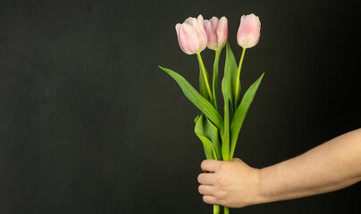 A man's hand holds tulips on a black background.