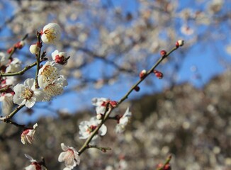 梅の花と青空