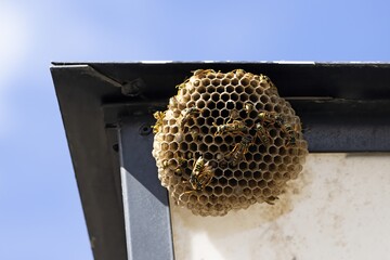 Wasp nest with wasps, vespula vulgaris, working and flying over it, hexagonal cells