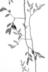 branch of a tree