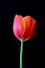 Closeup of an orange and yellow single tulip flower on simple background