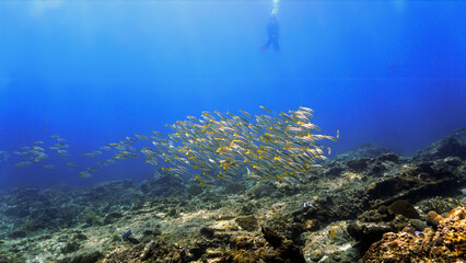 Naklejka na ściany i meble Underwater photo of a scuba diver and huge school of fish 