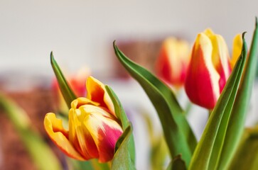 Naklejka premium Tulpen 