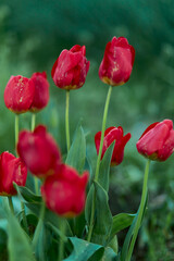 Red tulips in the field. Spring blurred background, postcard.