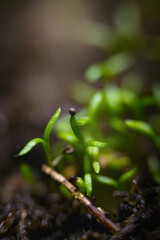 Young shoots of Irish moss 