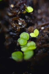 young shoots of the succulent "stone rose" are grown for seedlings for the garden. Macro photography, photos with a shallow depth of field