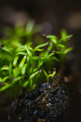 Young shoots of Irish moss 