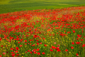 Red poppy flowers blooming in the springtime countryside
