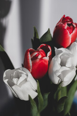 tender tulips 