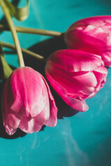 pink tulips on a blue background