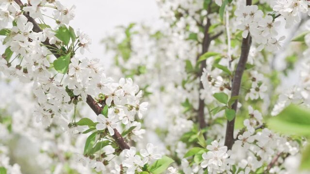 Beautiful sunny spring blooming cherry orchard in soft sunlight on sky background.