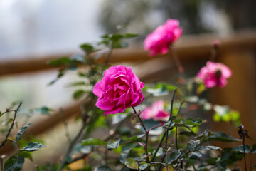 hermosa flor rosa en medio de la naturaleza. hermosa flor 2022.
