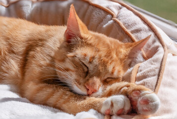 Fototapeta na wymiar sleeping cat 6