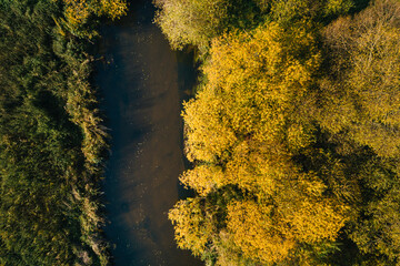 wild river - autumn gold trees