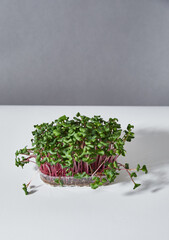 Plastic boxes with growing microgreens of a radish. Full length, grey background. Super food.