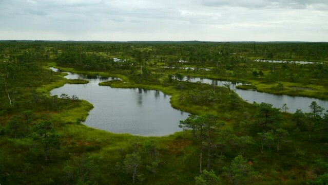 view of the swamps in kemeri national park in latvia