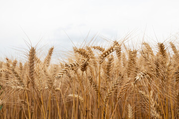 Close up wheat ears in agricultural field, Bulgaria