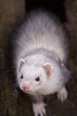 Ferret enjoying walking and exploring hollow trees in park