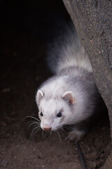 Ferret enjoying walking and exploring hollow trees in park