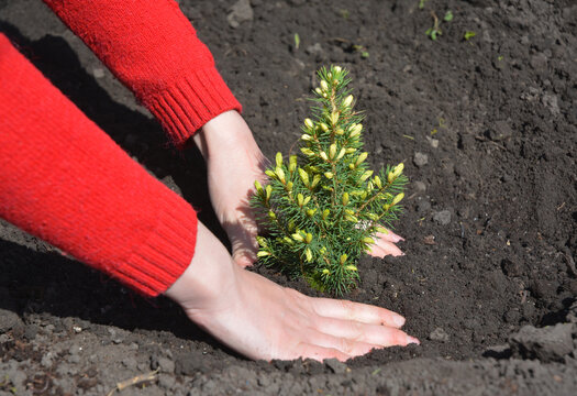 A gardener is planting a little Picea glauca conica, dwarf Alberta spruce with yellow endings. Growing a picea glauca conica with golden leaves from a sapling.