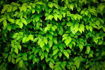 Fototapeta na wymiar abstract green leaf texture, tropical leaf, nature background, Selective focus. 