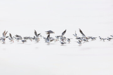 Fototapeta premium Flying birds. Abstract nature scene. White frozen lake background.
