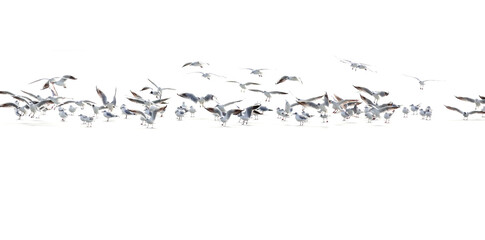 Flying birds. Abstract nature scene. White frozen lake background.