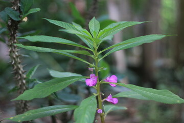 various ornamental plants that grow in the tropics