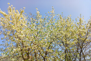 Cherry blossoms against the sky in the garden in the spring.