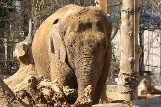 Close-up of an adult elephant in the park on a sunny day.