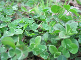 white clover